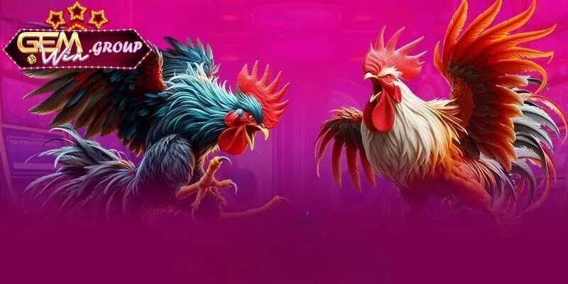 Một số hình thức cược chọi kê GEMWIN phổ biến nhất